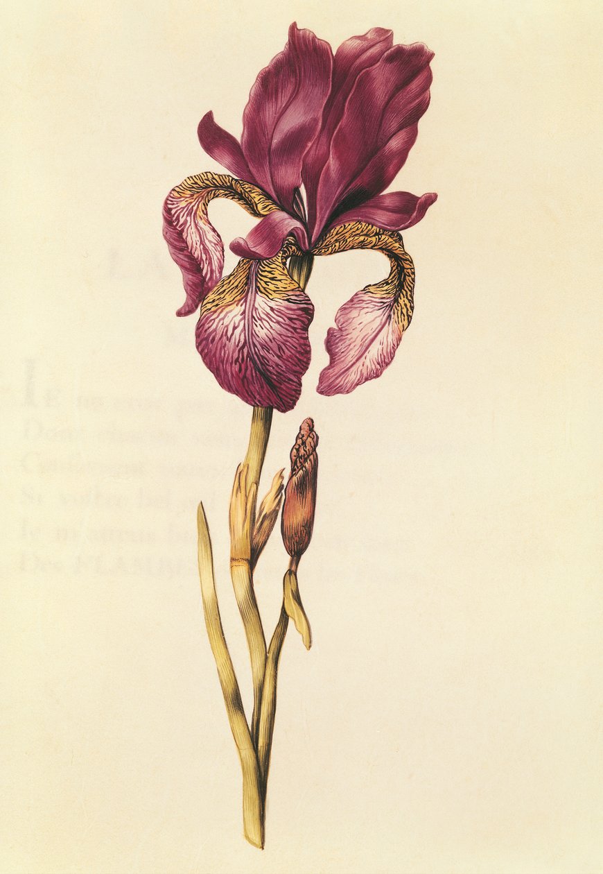 Iris, fra 