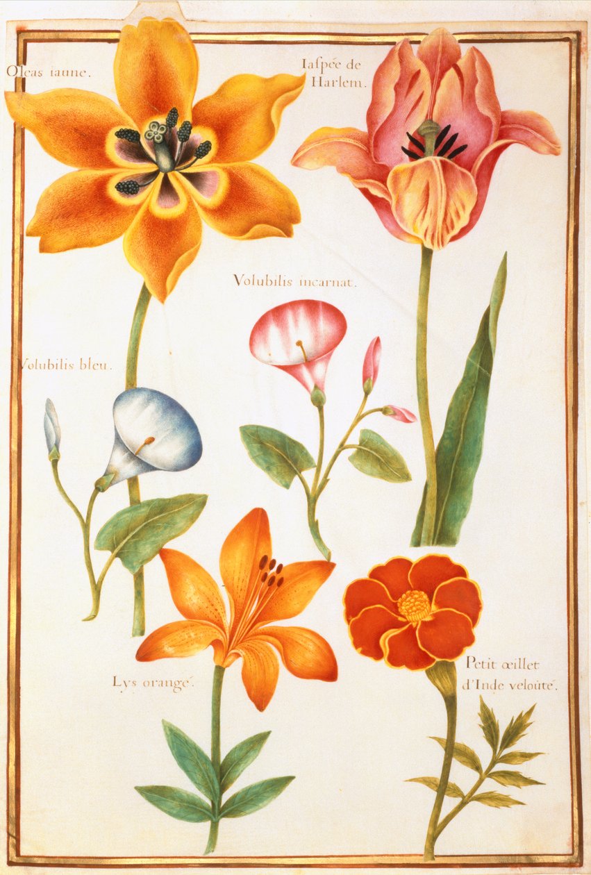 PD.109-1973.f26 To tulipaner, Convolvulus, Lilium Bulbiferum og fransk ringblomst (wc på vellum) av Nicolas Robert