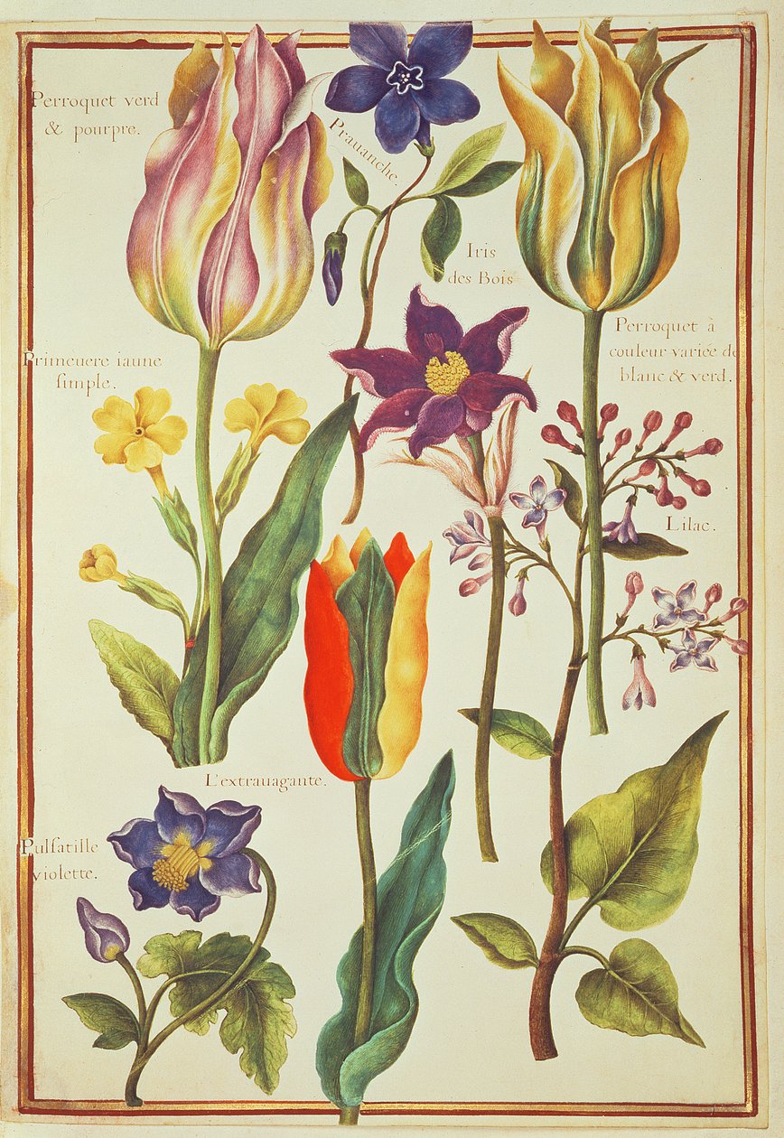 PD.109-1973.f30 Blomsterstudier (wc på vellum) av Nicolas Robert