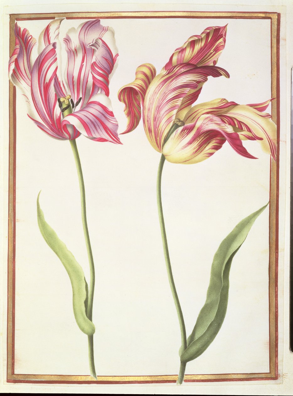 PD.109-1973.f4 To 'ødelagte' tulipaner (wc på vellum) av Nicolas Robert