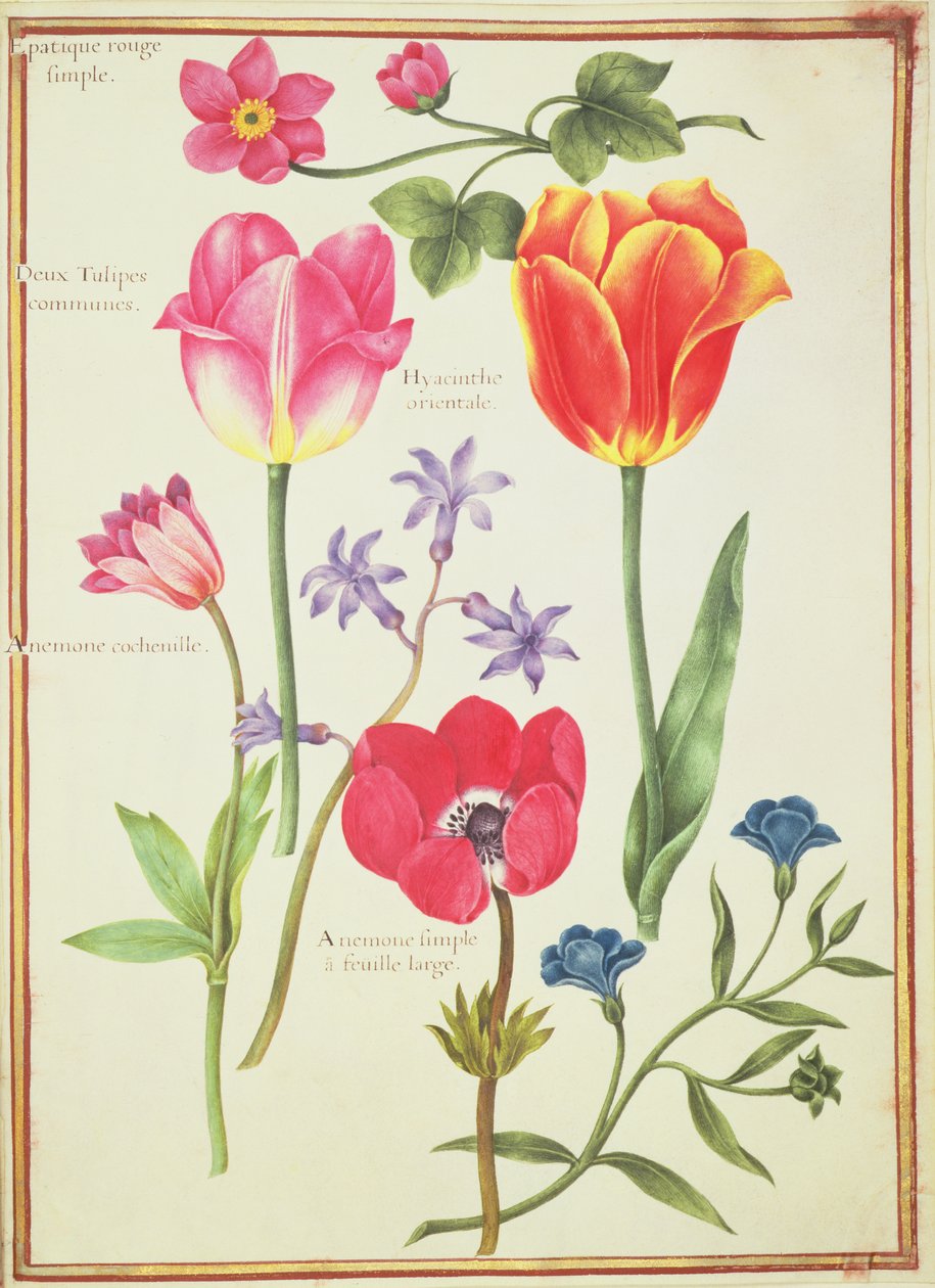 PD.109-1973.f40 Blomsterstudier (wc på vellum) av Nicolas Robert