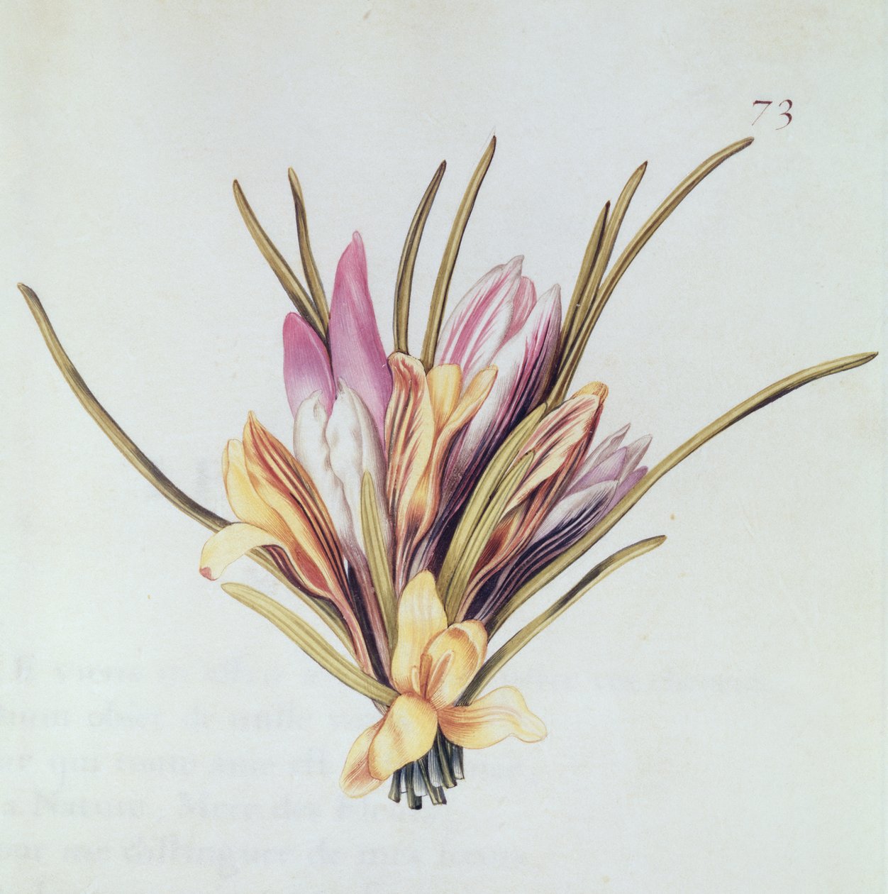Safran eller krokus, fra 