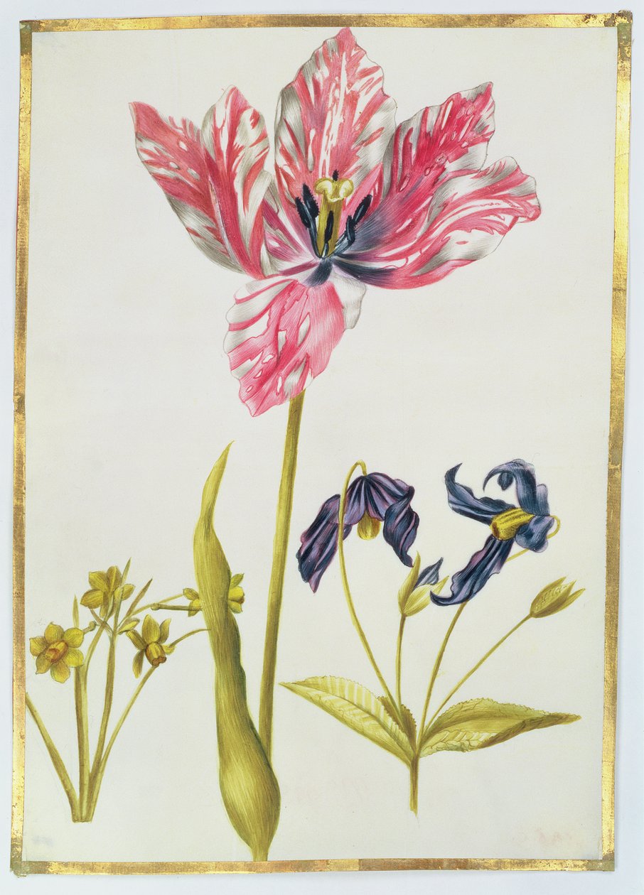 Tulipan og påskelilje, ca. 1675 (gouache på vellum) av Nicolas Robert