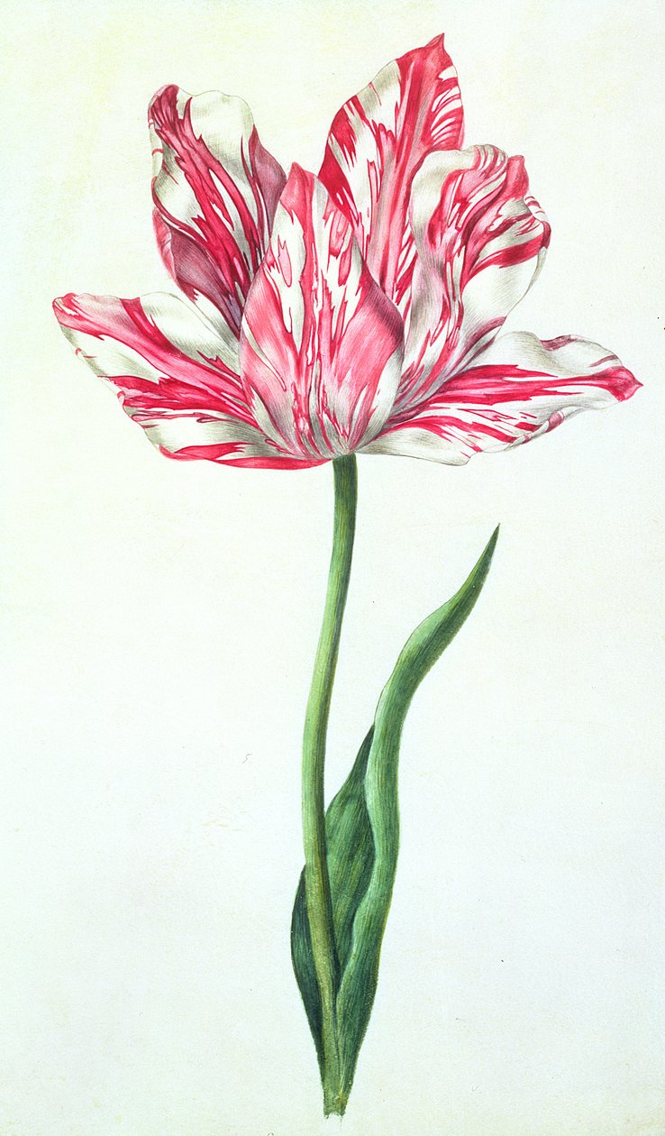 Tulipan, ca. 1675 (gouache på vellum) av Nicolas Robert