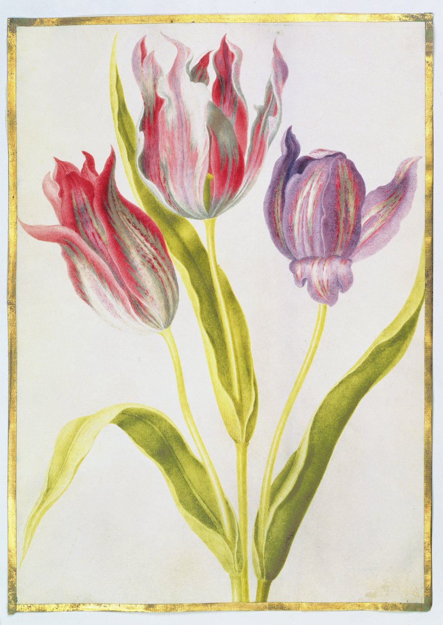 Tulipaner, ca. 1675 (gouache på vellum) av Nicolas Robert