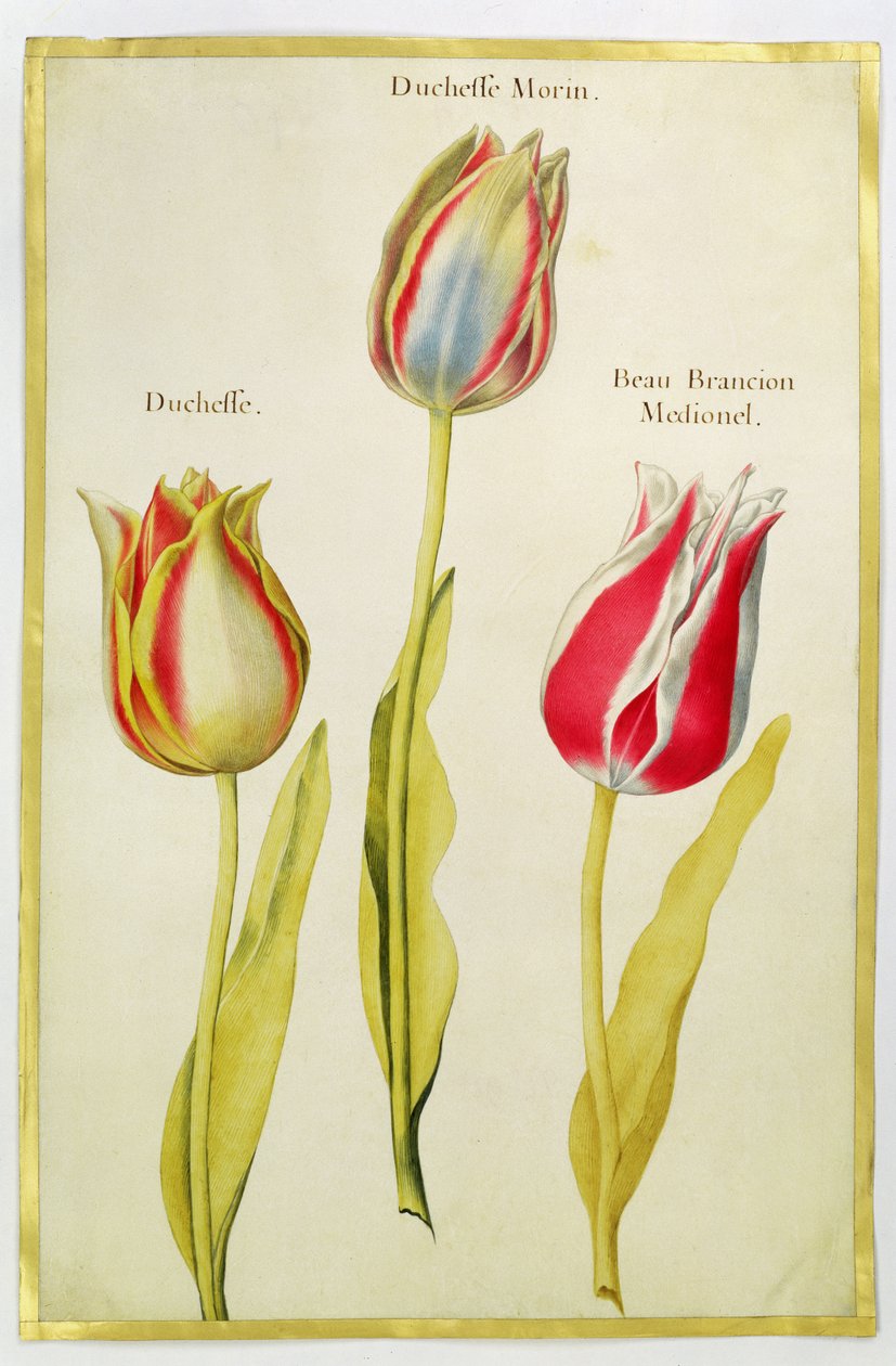 Tulipaner, ca. 1675 (gouache på vellum) av Nicolas Robert