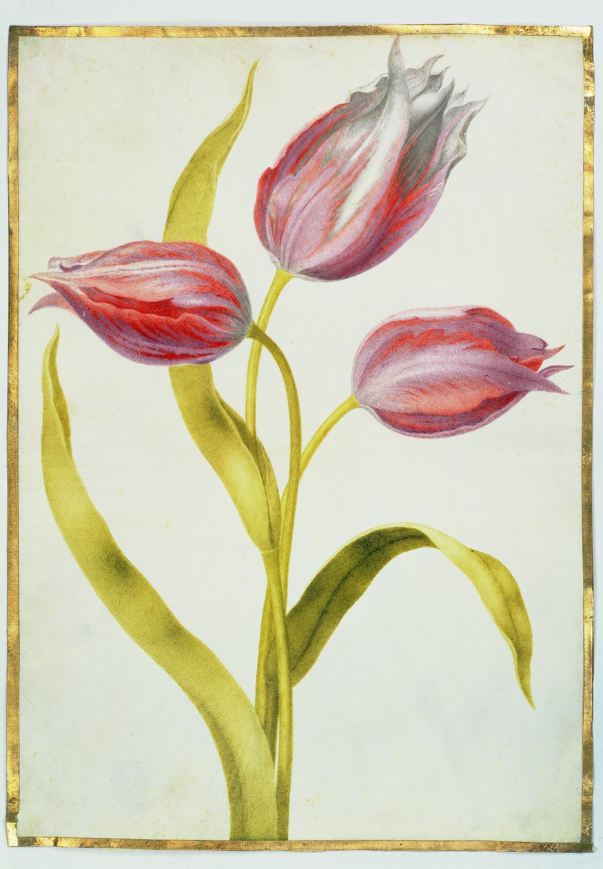 Tulipaner, ca. 1675 (gouache på vellum) av Nicolas Robert