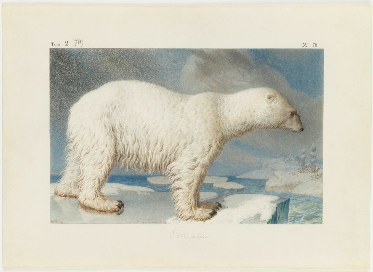 Isbjørn, 1796. av Nicolas Maréchal