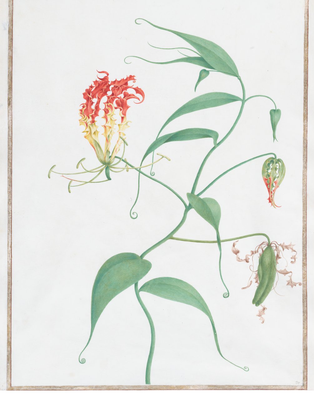 Gloriosa Superba klatrelilje, ca. 1660. av Nicolas Robert
