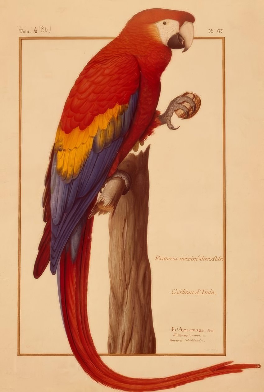 Psittacus maximus Aldr (ovandi) av Nicolas Robert