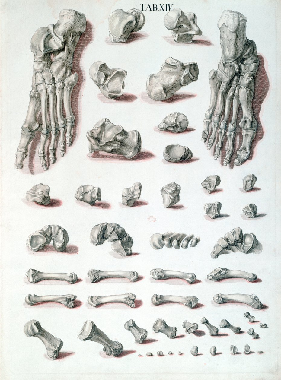 Fotbein, fra Tabulae Osteologicae av Christoph Jacob Trew (1695-1769) gravert av G. Lichtensteger, 1767 av Nikolaus Friedrich after Eisenberger
