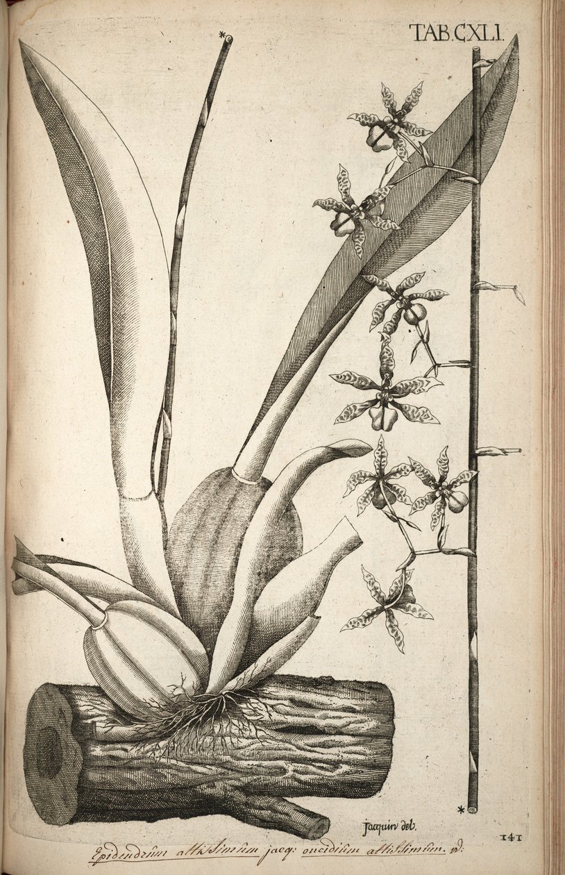 Illustrasjon av Oncidium abruptum (som syn. av Nikolaus Joseph von Jacquin