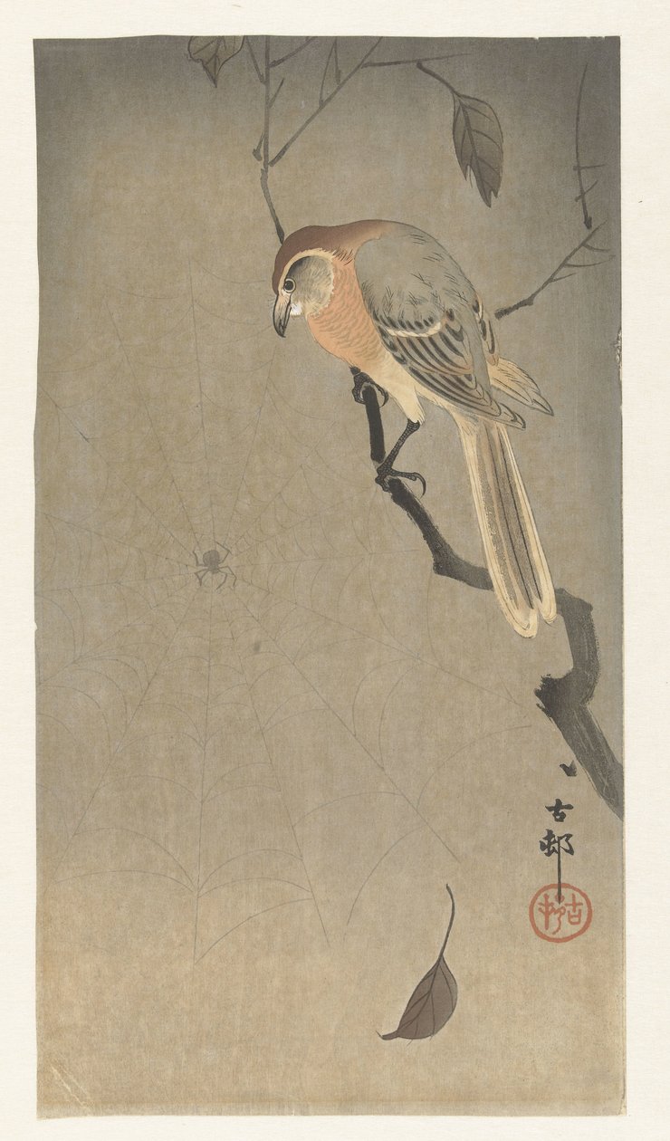 Bøffelhodeskrike og edderkopp av Ohara Koson