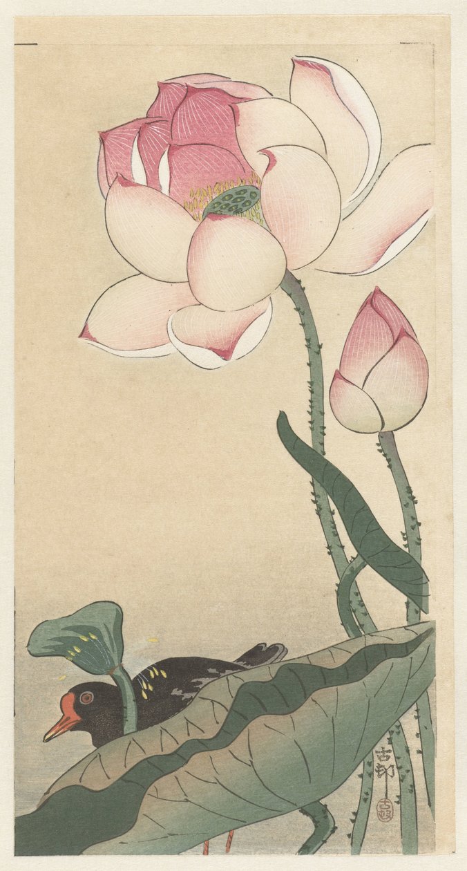 Gallinule med lotusblomster av Ohara Koson