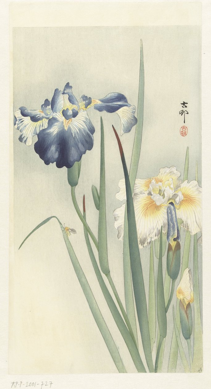 iris av Ohara Koson