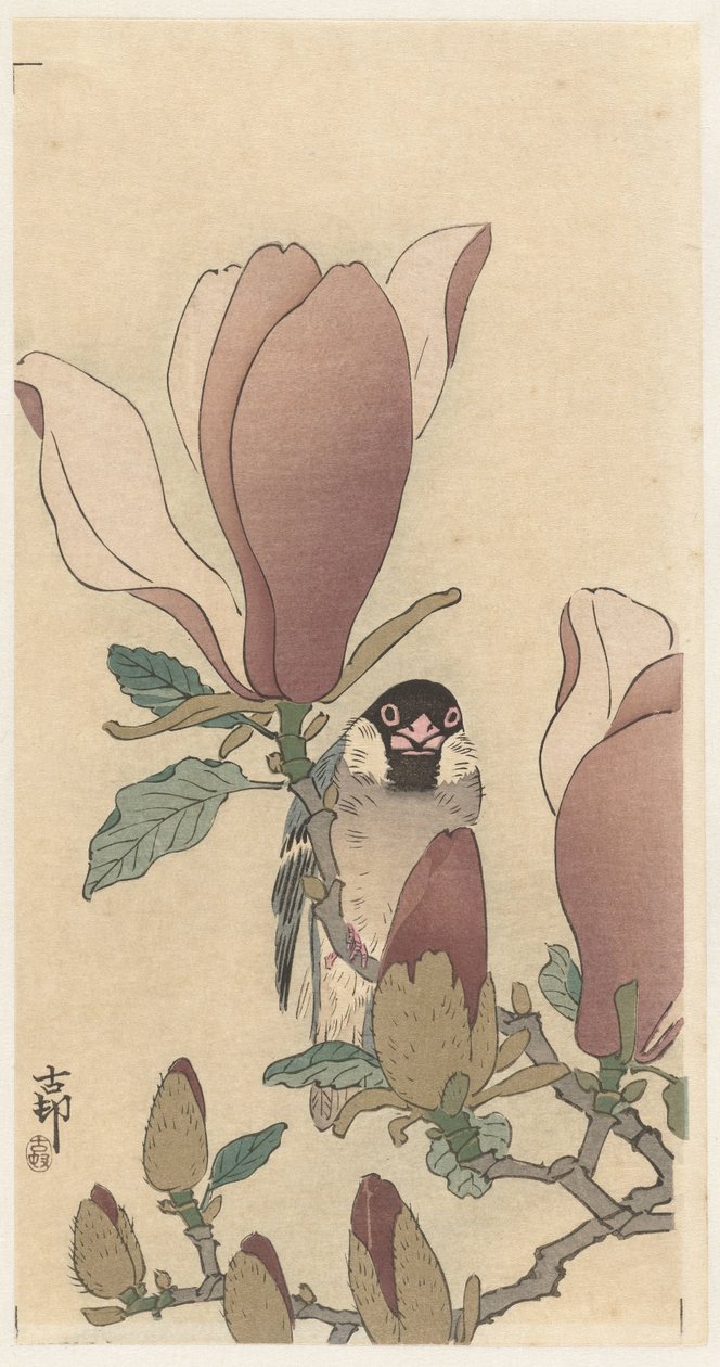 Spurv på blomstrende magnoliagren av Ohara Koson