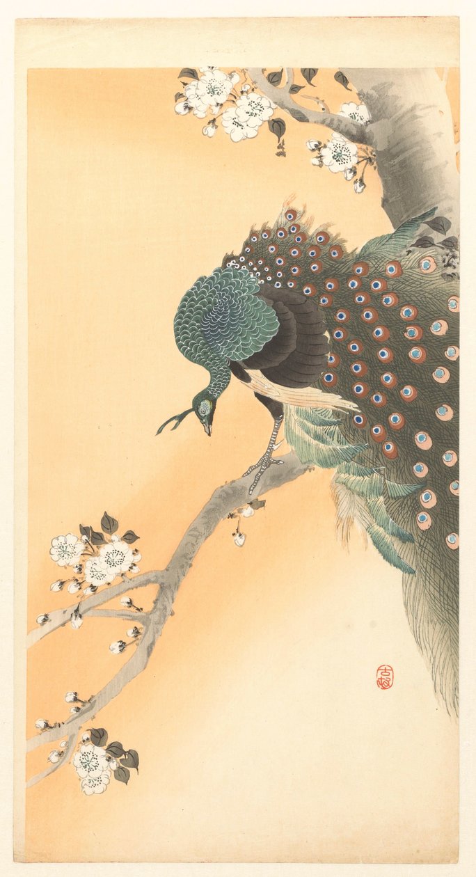 Påfugl i kirsebærtre av Ohara Koson
