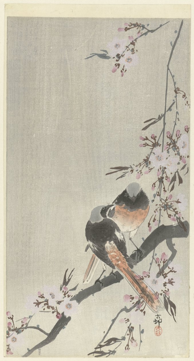 To siegel-rødstarter med kirsebærblomst av Ohara Koson