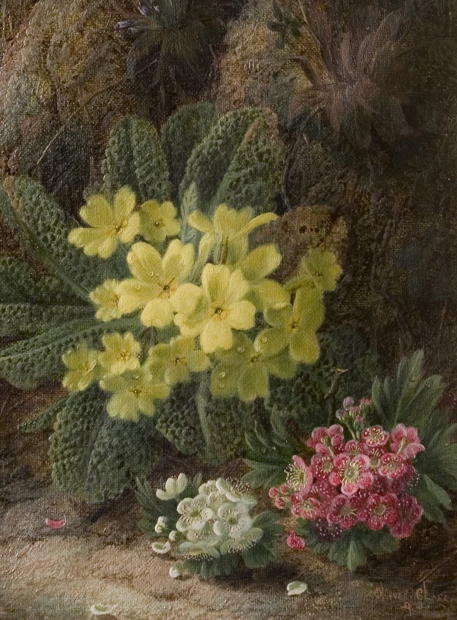 Primroser, 1893 av Oliver Clare