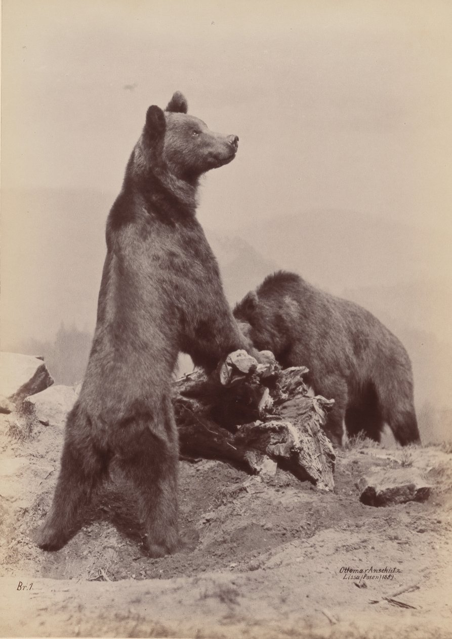 [To bjørner], 1889. av Ottomar Anschütz