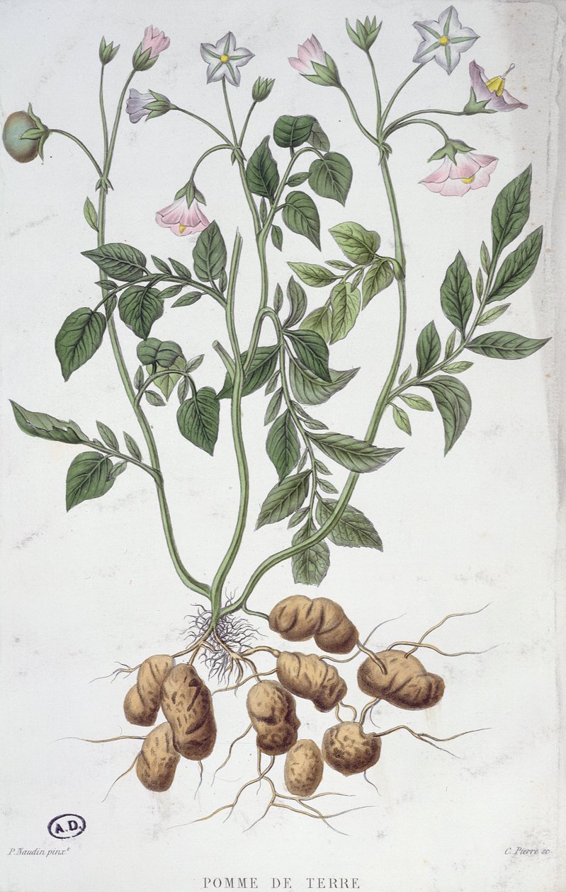 Potetblomster (fargegravering) av P Naudin
