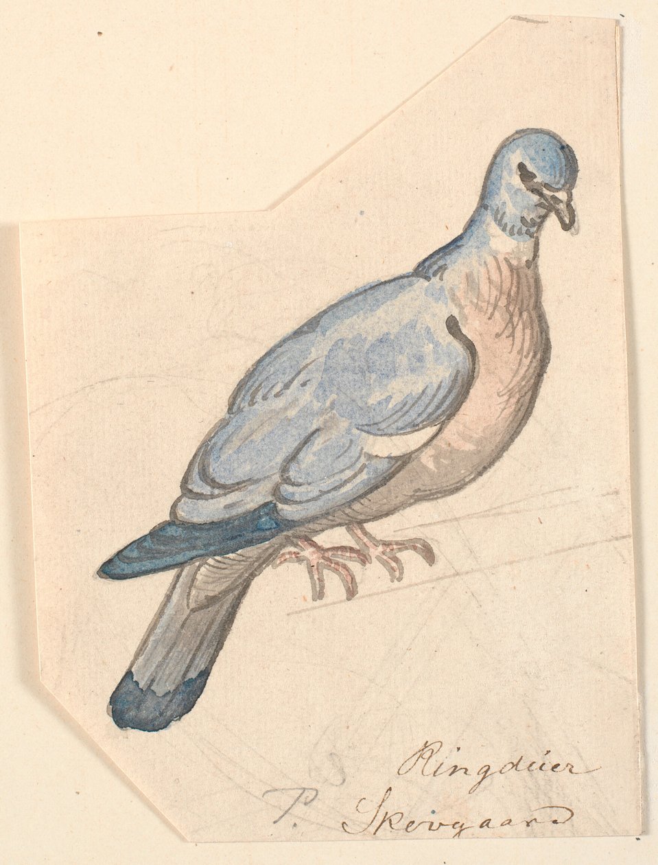 En ringdue. av P.C. Skovgaard