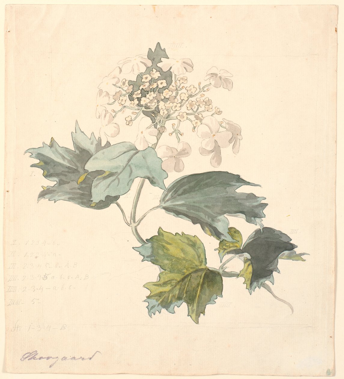 Kalkved. (Viburnum). av P.C. Skovgaard