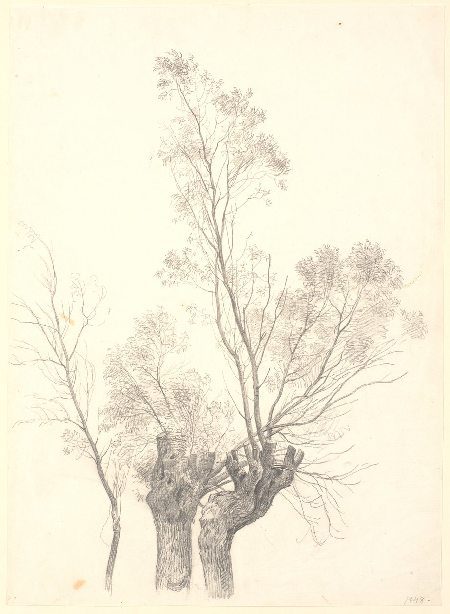 Studie av forkrøplede vier. av P.C. Skovgaard