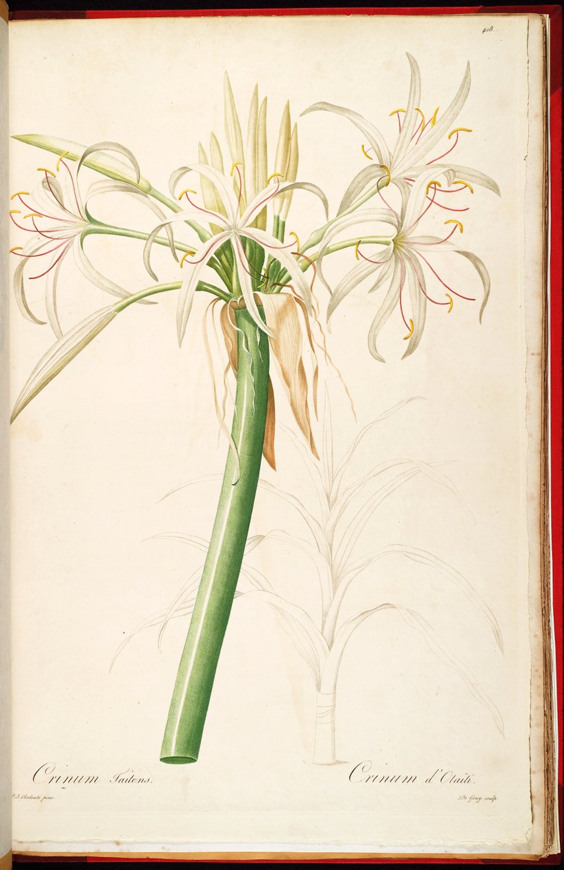 Crinum asiaticum var. pedunculate av Pierre Joseph Redouté