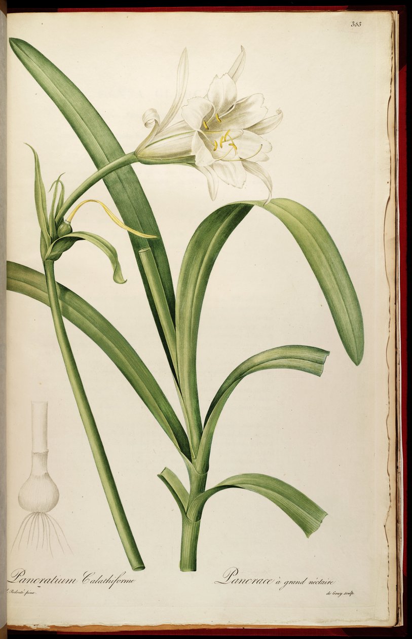 Ismene narcissiflora av Pierre Joseph Redouté