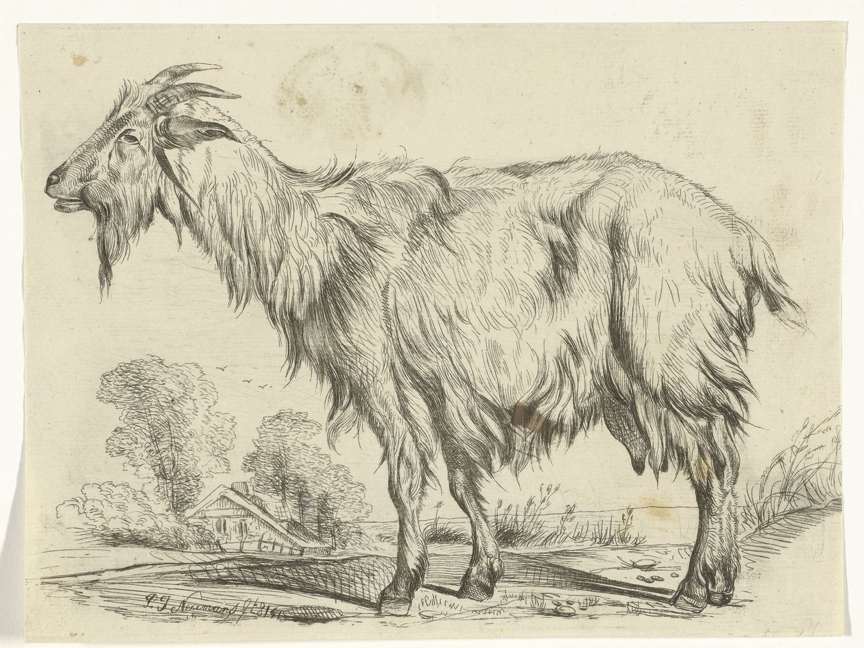 stående geit av P.J. Neumans