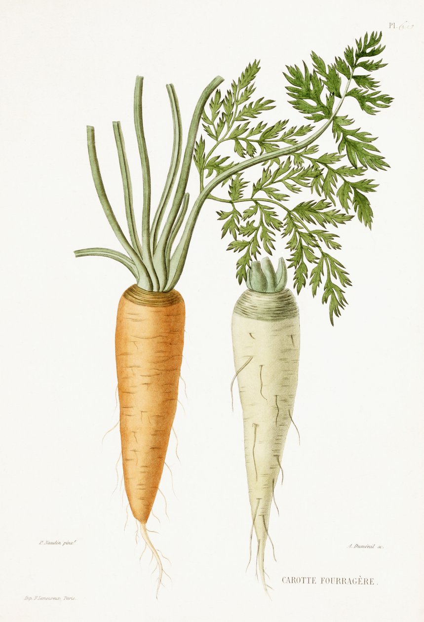 Gulrot, 1857 av P Naudin