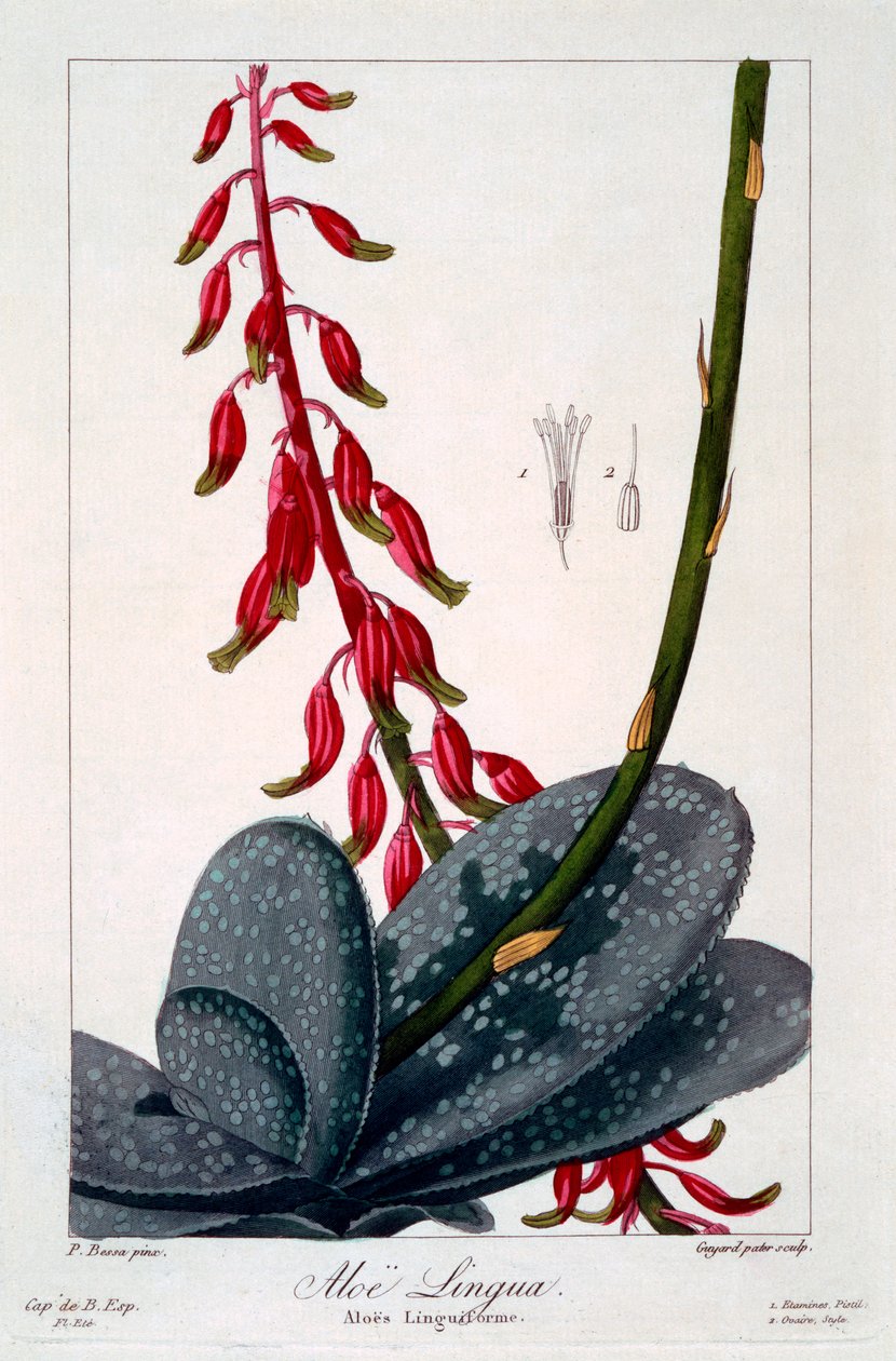 Aloe språk, pub. 1836. av Panacre Bessa