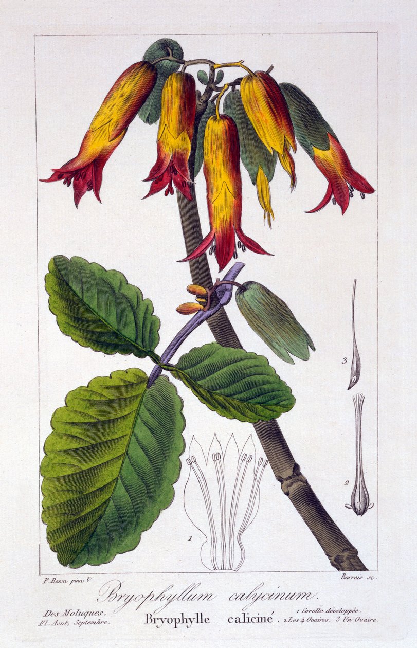 Bryophyllum calycinum, pub. 1836 av Panacre Bessa