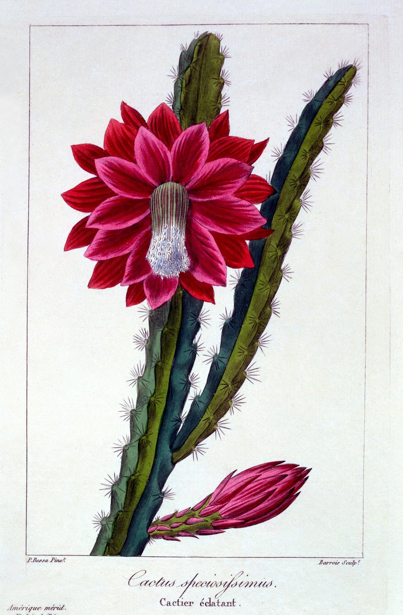 Kaktus, pub. 1836. av Panacre Bessa