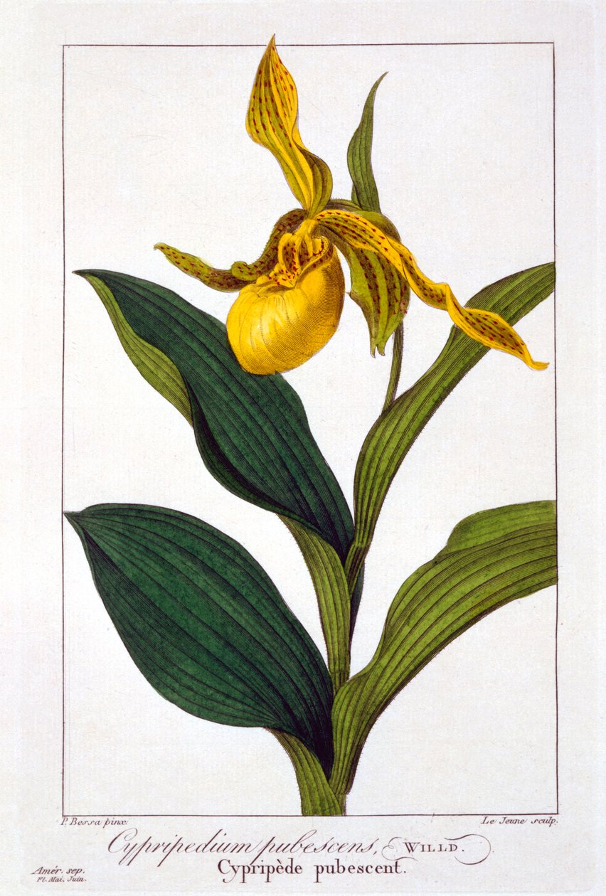 Cypripedium, pub. 1836. av Panacre Bessa