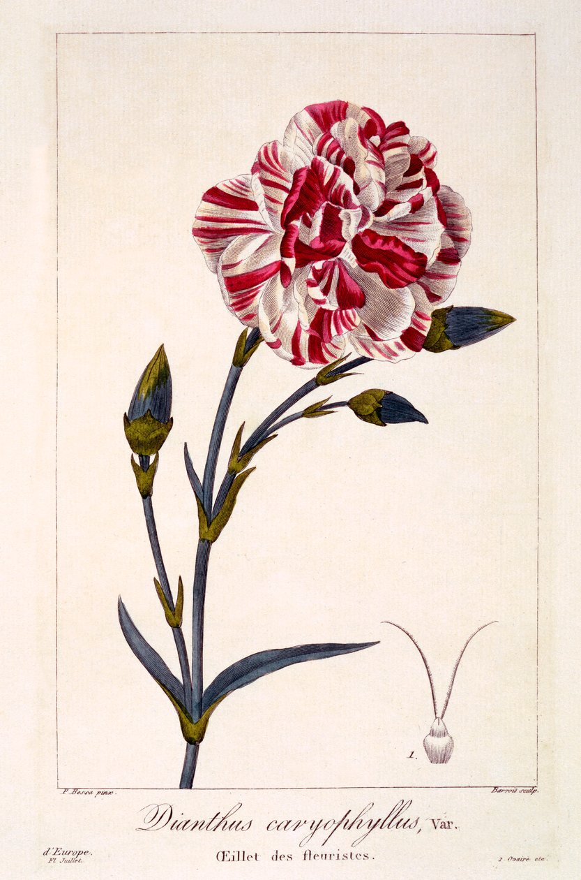 Dianthus caryophyllus, pub. 1836. av Panacre Bessa