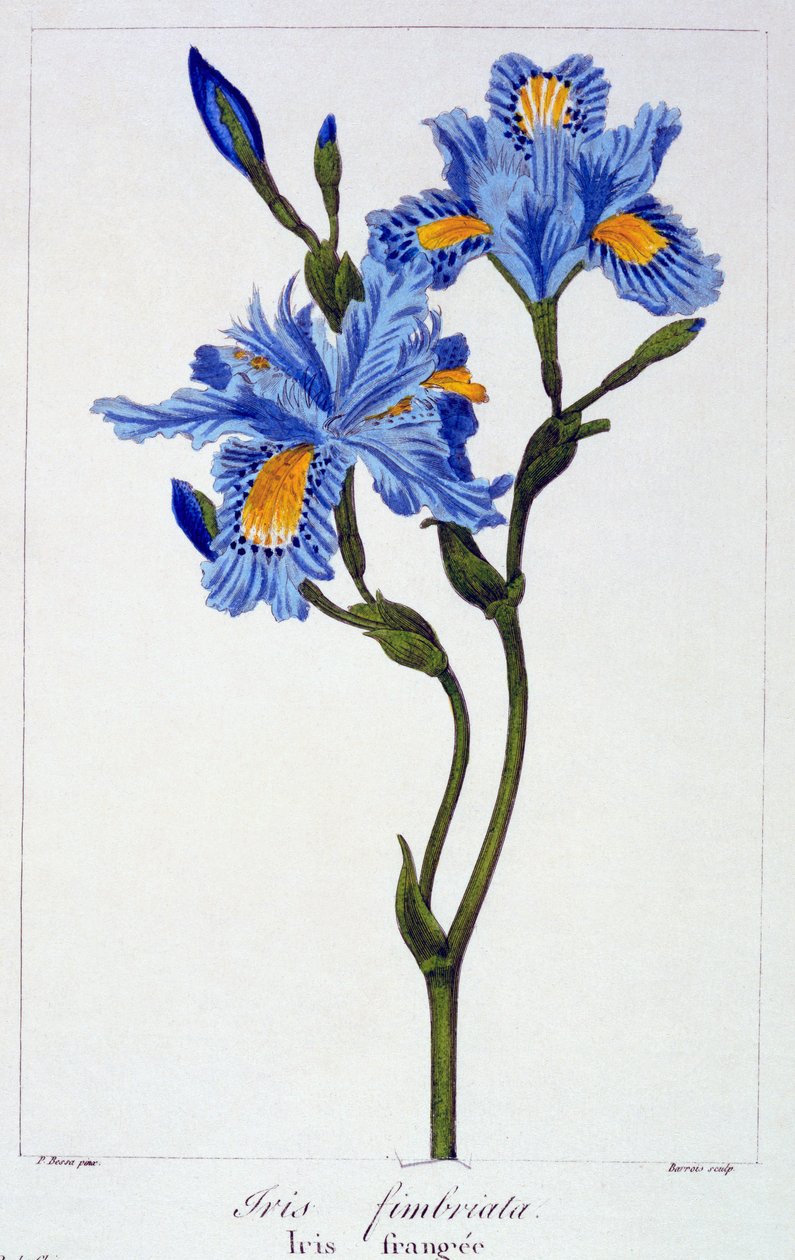 Fringed Iris, pub. 1836. av Panacre Bessa