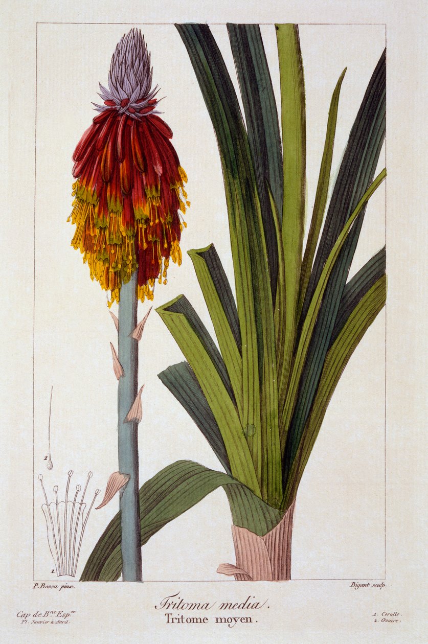 Kniphofia,  pub. 1836. av Panacre Bessa