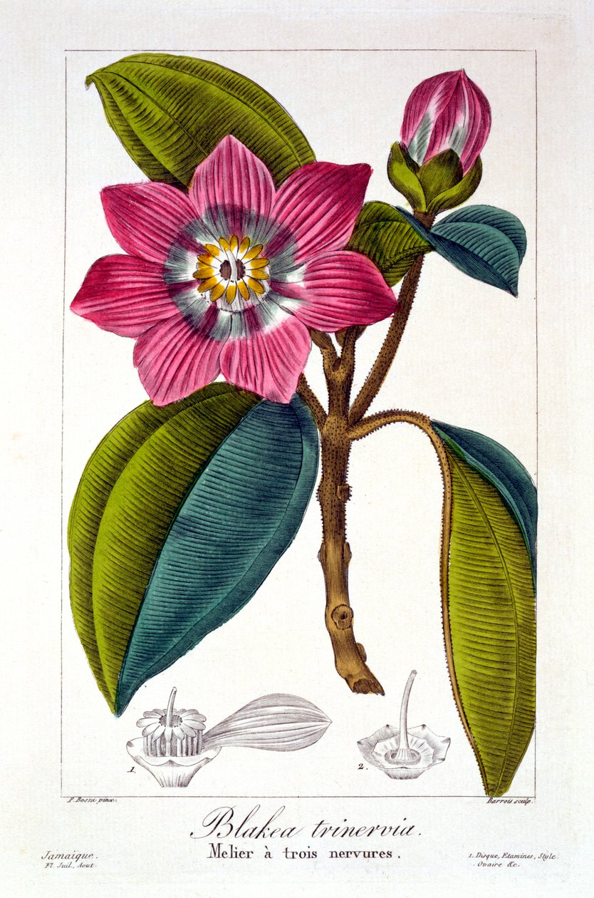 Melier, pub. 1836. av Panacre Bessa