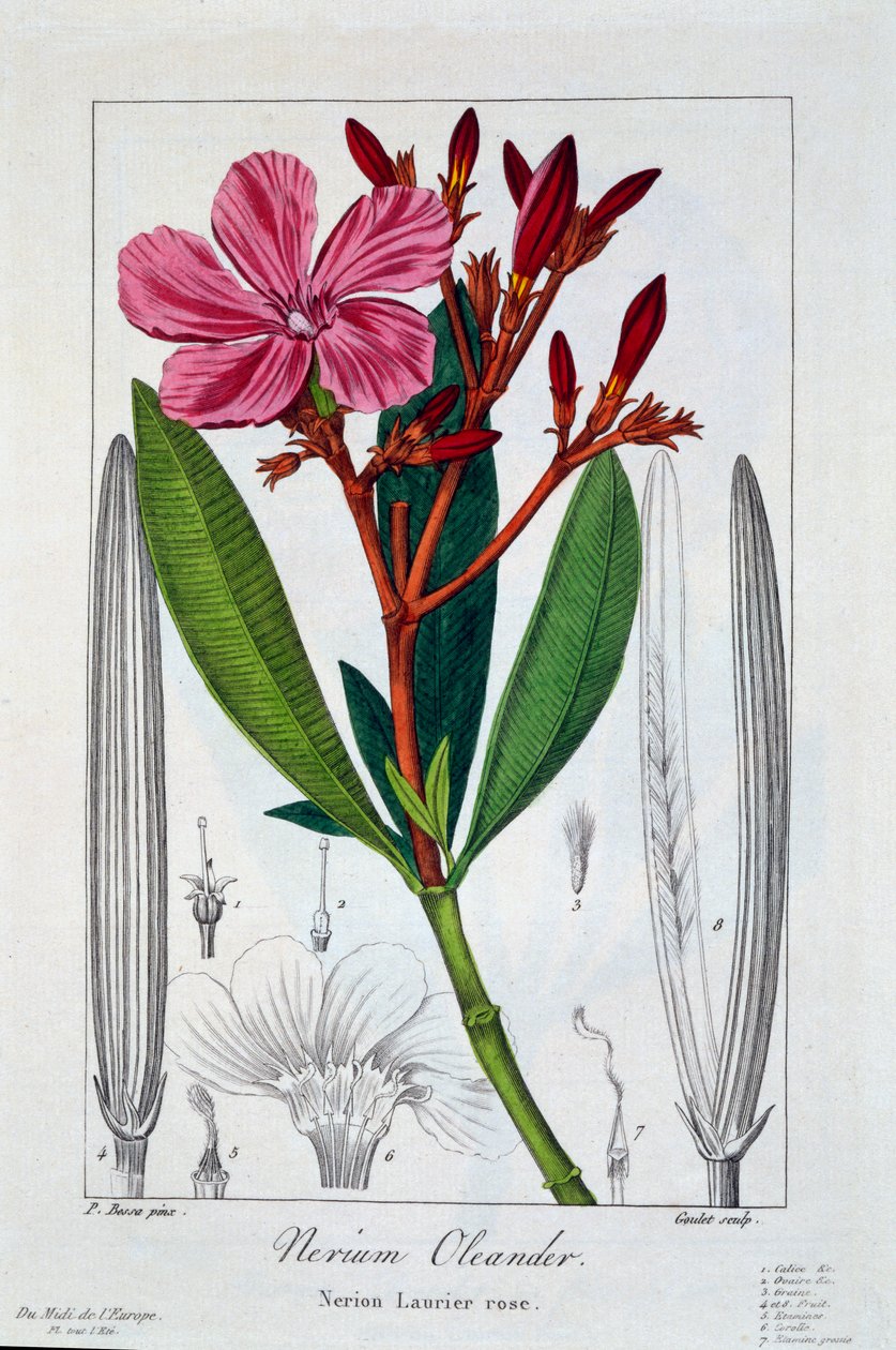 Nerium Oleander, pub. 1836. av Panacre Bessa