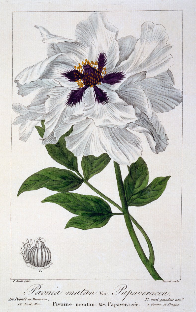 Paeonia Suffruticosa, pub. 1836. av Panacre Bessa
