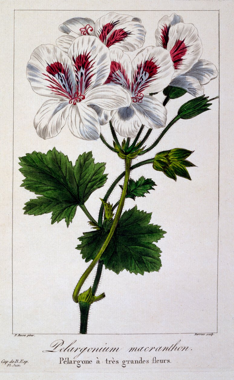 Pelargonium Macranthon, pub. 1836. av Panacre Bessa