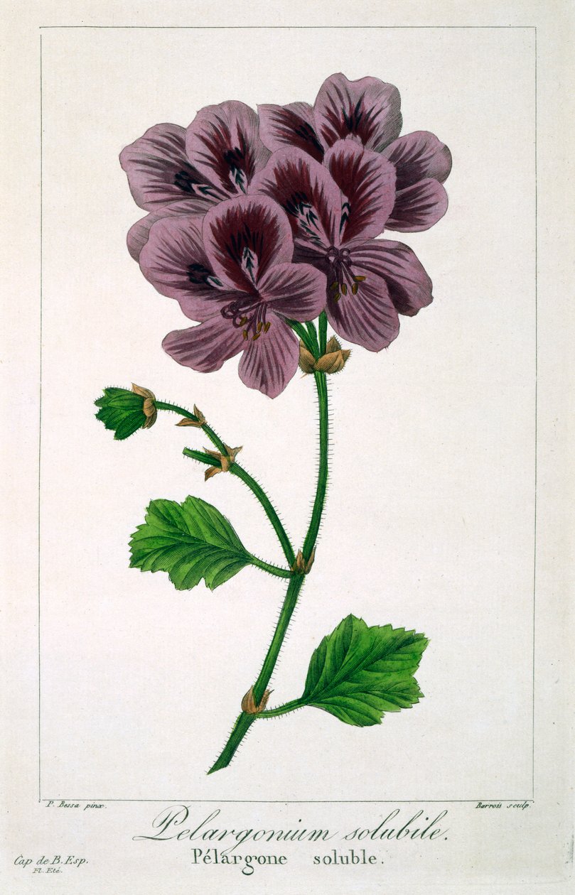 Pelargonium, pub. 1836. av Panacre Bessa