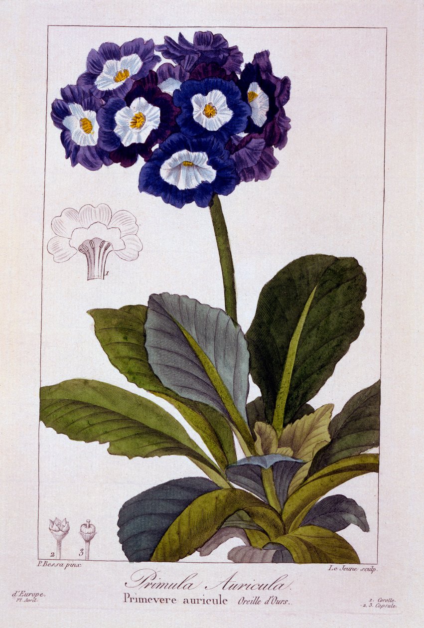 Primula auricula, pub. 1836. av Panacre Bessa