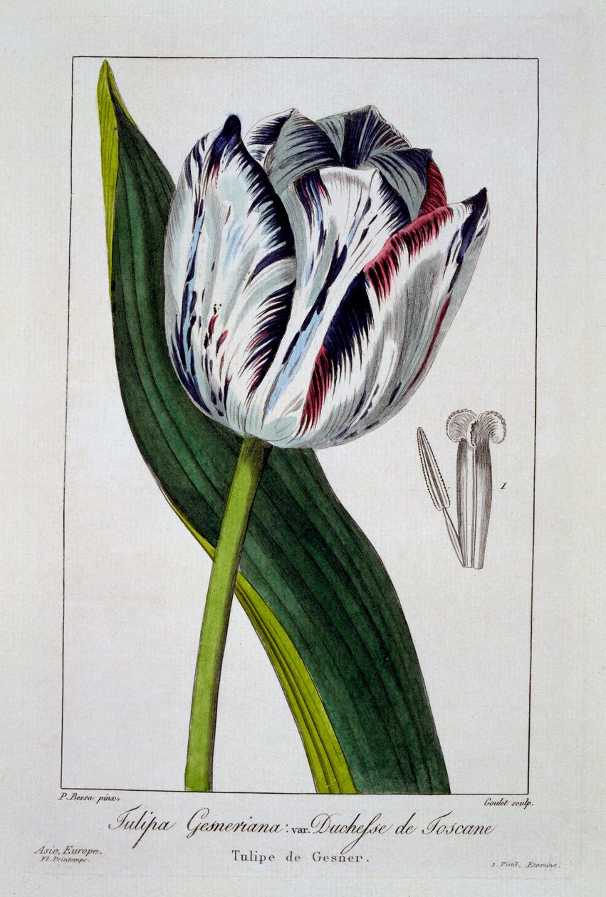 Tulipan: Hertuginne av Toscana, pub. 1836. av Panacre Bessa