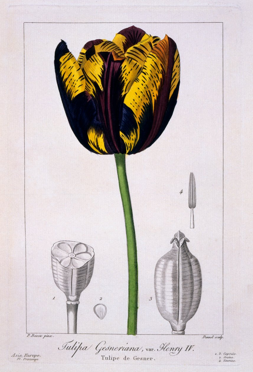 Tulipan: Kong Henrik IV., pub. 1836. av Panacre Bessa