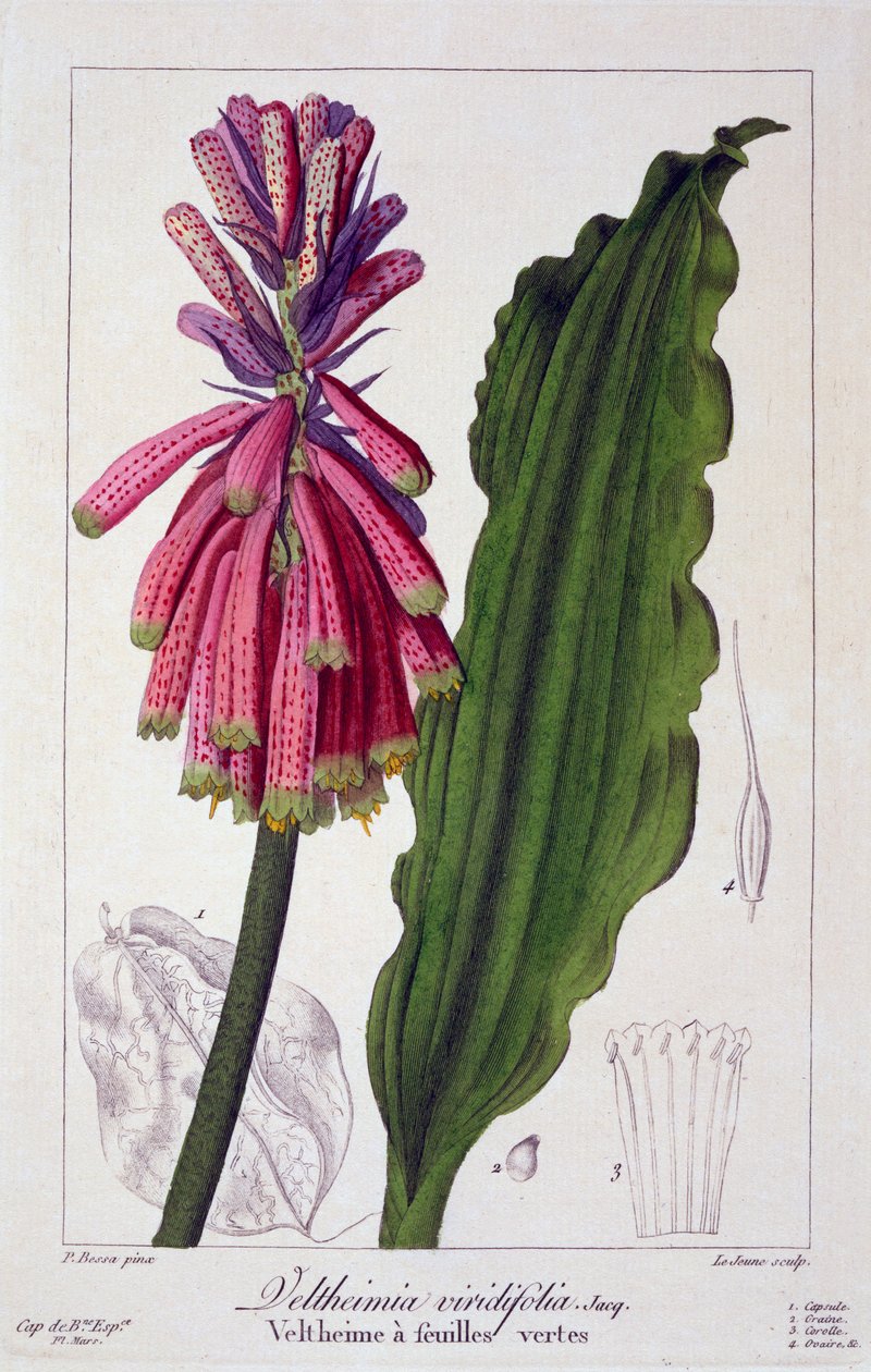 Veltheimia viridifolia, pub. 1836. av Panacre Bessa
