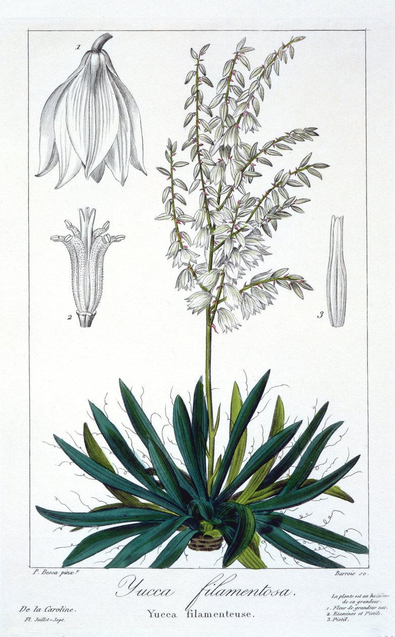 Yucca filamentosa, pub. 1836. av Panacre Bessa