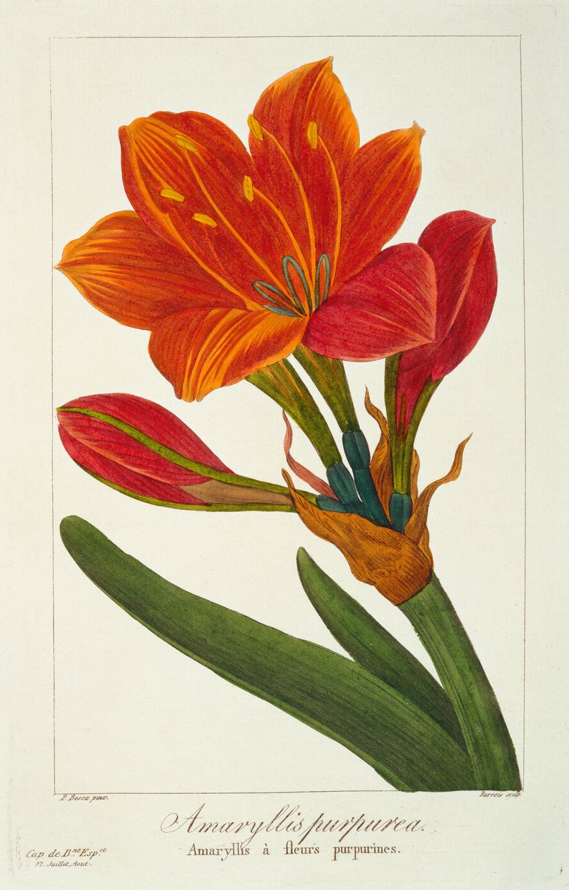 Amaryllis purpurea, 1836 (håndfarget gravering) av Pancrace Bessa